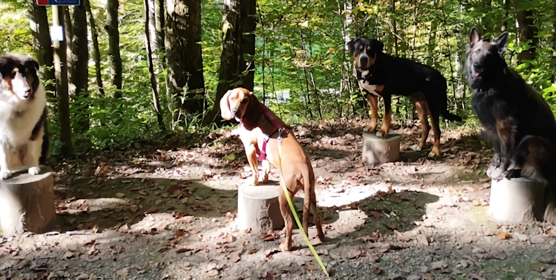 Junghundekurs - wuffrudel.ch