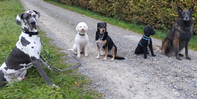 Hundeschule - wuffrudel.ch
