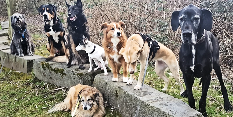 Leistungen & Preise - wuffrudel.ch