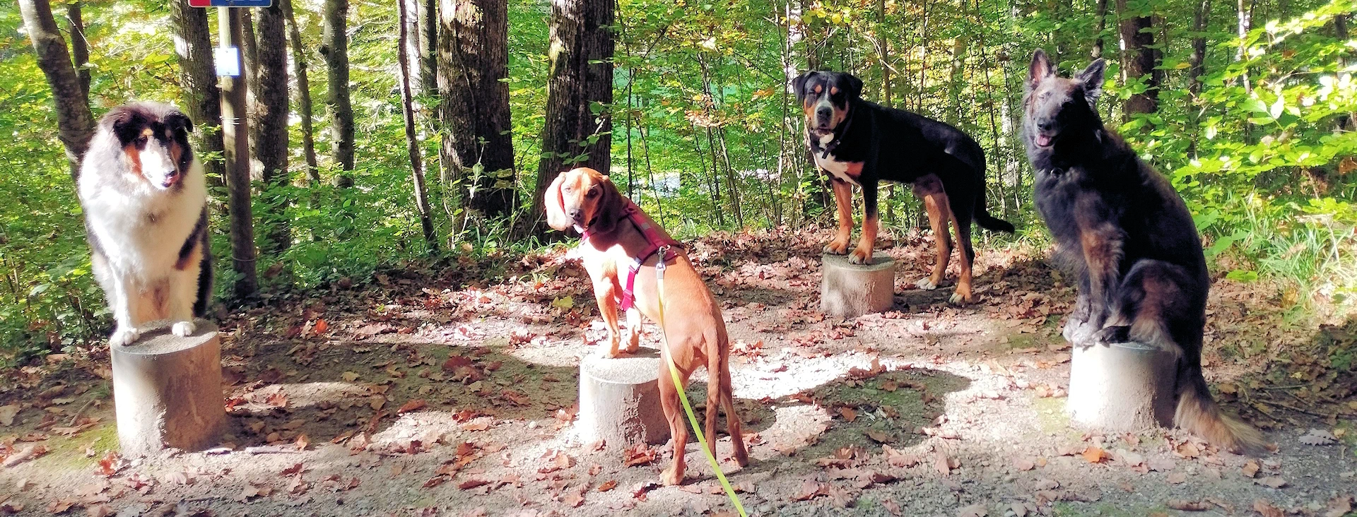 Privattraining - Wünschst du dir einen Alltag mit deinem Hund, der entspannter und harmonischer abläuft?