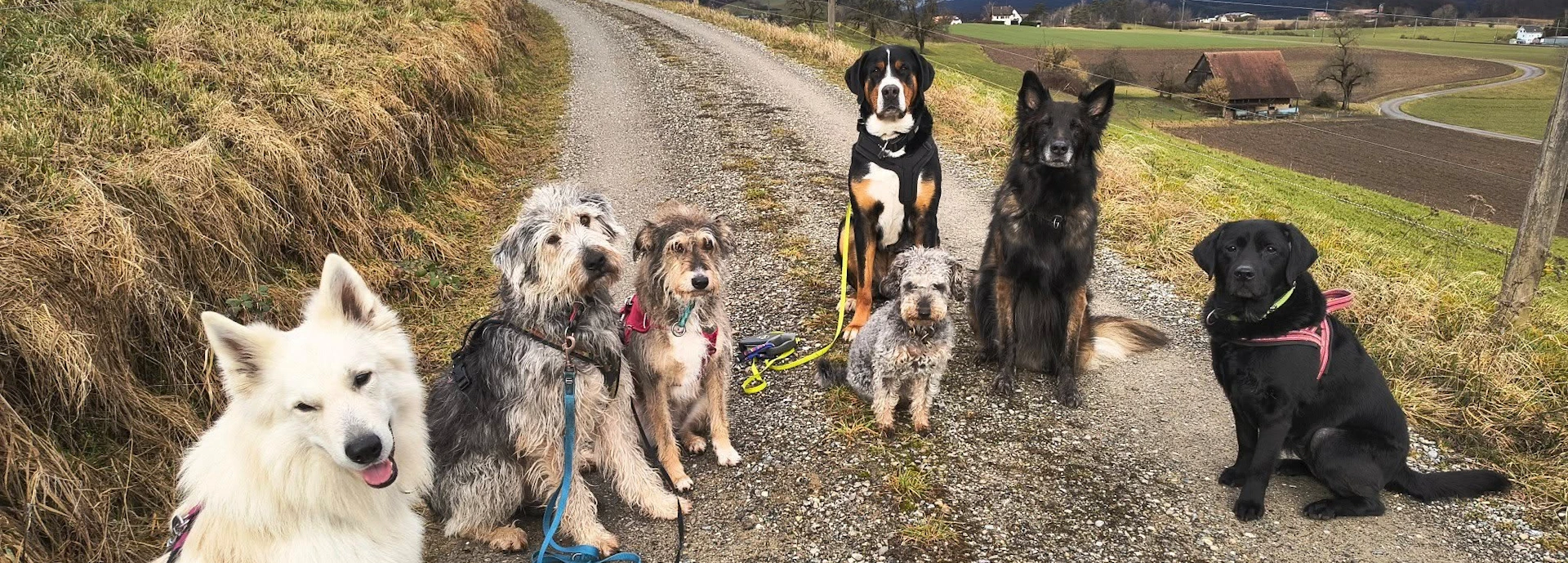 wuffrudel.ch - Unsere Hundepension bietet eine Erstklassige Betreuung in Familiärer Atmosphäre.