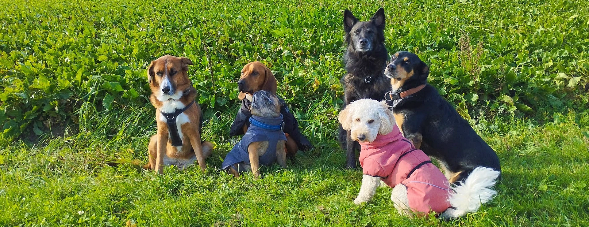  Hundeschule - Das erfolgreiche Training bedarf einer oftmals grossen Umstellung im Alltag für Mensch und Hund.