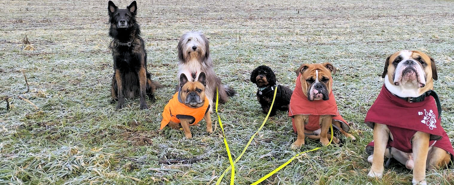 wuffrudel.ch -  Aylas Wuffrudel | Jennifer und Thomas Bischoff