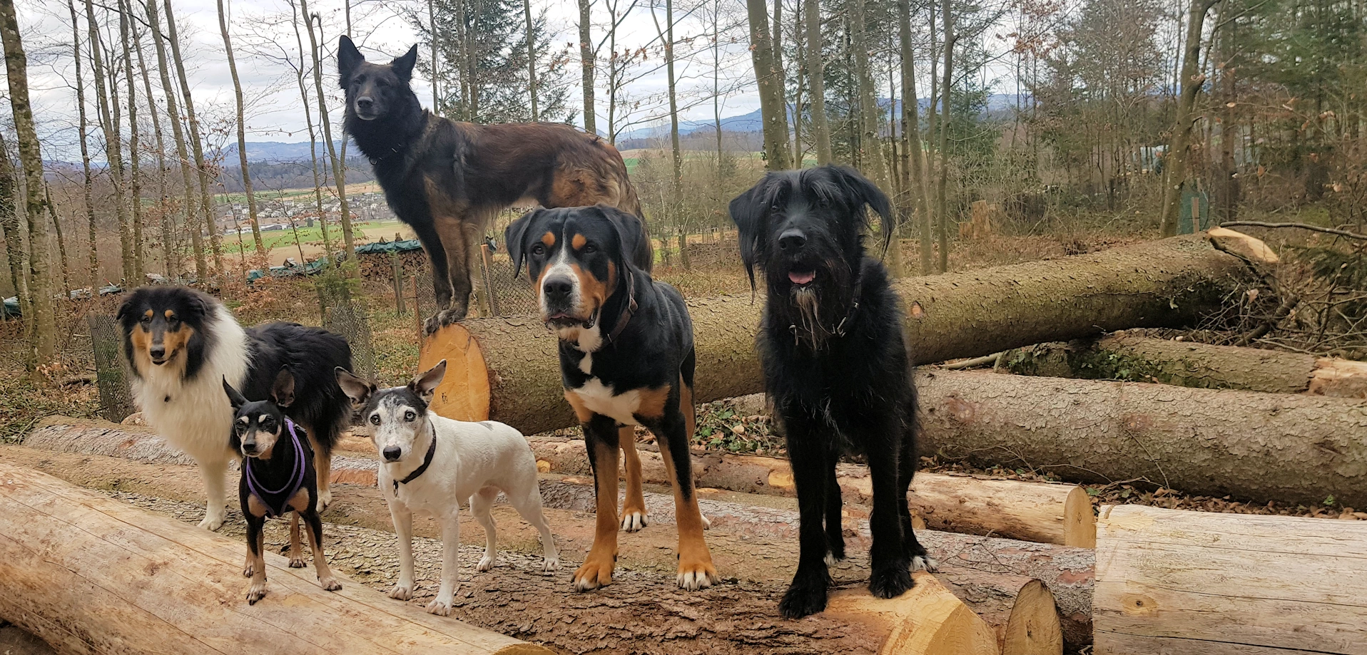  Unsere Philosophie - Aylas Wuffrudel | Jennifer und Thomas Bischoff